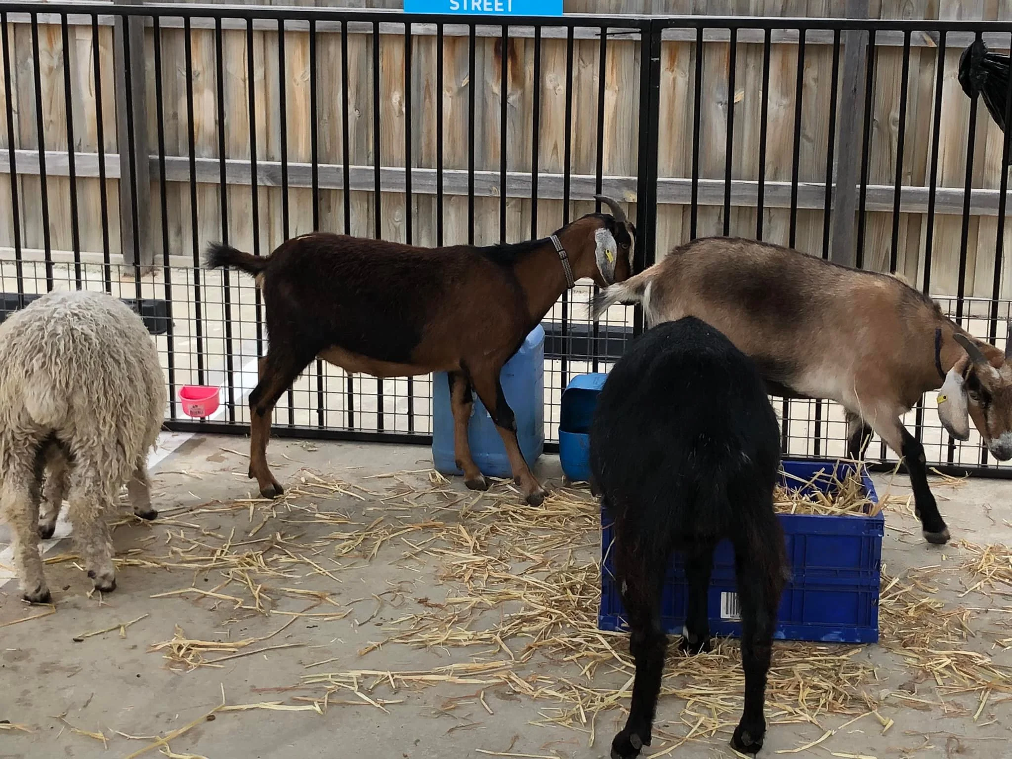 Farm animal visit for children at Little Wonders Ballarat